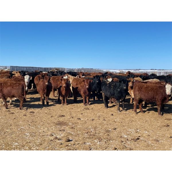 Hines Ranching Co. - 960# Heifers - 520 Head (Marwayne, AB)