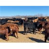 Image 2 : Hines Ranching Co. - 960# Heifers - 520 Head (Marwayne, AB)