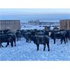 Image 4 : Hines Ranching Co. - 960# Heifers - 520 Head (Marwayne, AB)