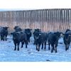 Image 5 : Hines Ranching Co. - 960# Heifers - 520 Head (Marwayne, AB)