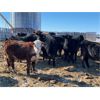 Image 6 : Hines Ranching Co. - 960# Heifers - 520 Head (Marwayne, AB)