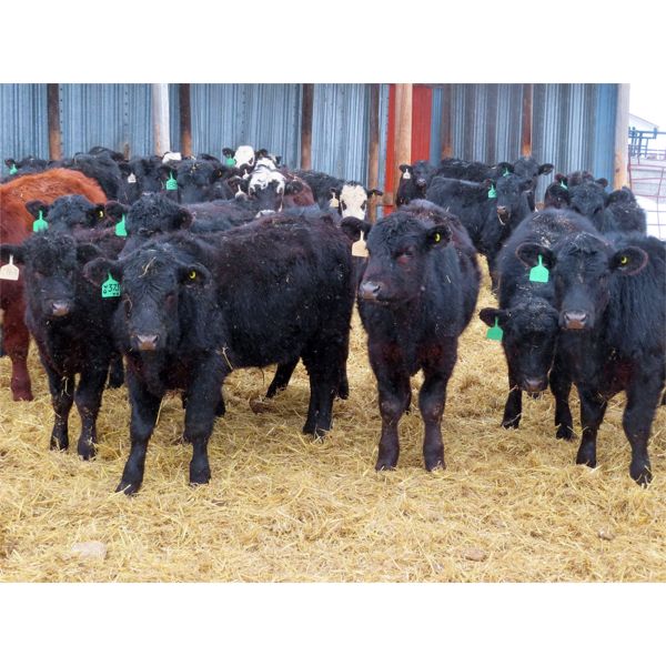 Clay Ridge Stock Farms Inc. - 625# Steers - 70 Head (Fairlight, SK)