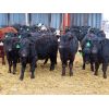 Image 1 : Clay Ridge Stock Farms Inc. - 625# Steers - 70 Head (Fairlight, SK)