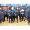Image 2 : Clay Ridge Stock Farms Inc. - 625# Steers - 70 Head (Fairlight, SK)