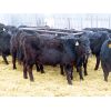 Image 4 : Clay Ridge Stock Farms Inc. - 625# Steers - 70 Head (Fairlight, SK)