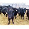 Image 5 : Clay Ridge Stock Farms Inc. - 625# Steers - 70 Head (Fairlight, SK)