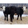 Image 7 : Clay Ridge Stock Farms Inc. - 625# Steers - 70 Head (Fairlight, SK)