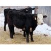 Image 8 : Clay Ridge Stock Farms Inc. - 625# Steers - 70 Head (Fairlight, SK)