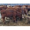 Image 2 : Lorne Rossnagel - 430# Heifers - 60 Head (Plumas, MB)