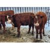 Image 3 : Lorne Rossnagel - 430# Heifers - 60 Head (Plumas, MB)
