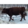 Image 4 : Lorne Rossnagel - 430# Heifers - 60 Head (Plumas, MB)