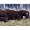 Image 2 : Marcinek Cattle Company - 1000# Heifers - 180 Head (Condor, AB)