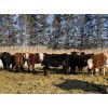 Image 3 : Marcinek Cattle Company - 1000# Heifers - 180 Head (Condor, AB)