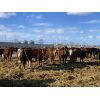 Image 4 : Marcinek Cattle Company - 1000# Heifers - 180 Head (Condor, AB)
