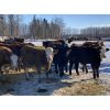 Image 5 : Marcinek Cattle Company - 1000# Heifers - 180 Head (Condor, AB)