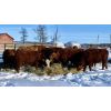 Image 6 : Marcinek Cattle Company - 1000# Heifers - 180 Head (Condor, AB)