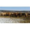 Image 1 : Reilly Lake Ranching - 825# Heifers - 75 Head (Lloydminster, AB)