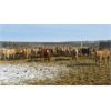 Image 2 : Reilly Lake Ranching - 825# Heifers - 75 Head (Lloydminster, AB)
