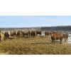Image 3 : Reilly Lake Ranching - 825# Heifers - 75 Head (Lloydminster, AB)