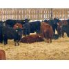 Image 1 : Al Kientz & Sons - 820# Heifers - 60 Head (Okotoks, AB)