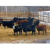 Image 2 : Al Kientz & Sons - 820# Heifers - 60 Head (Okotoks, AB)