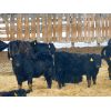 Image 3 : Al Kientz & Sons - 820# Heifers - 60 Head (Okotoks, AB)