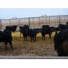 Image 5 : Al Kientz & Sons - 820# Heifers - 60 Head (Okotoks, AB)