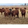 Image 1 : Cunningham Cattle Co. - 1050# Steers - 110 Head (Sundre, AB)