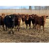 Image 3 : Cunningham Cattle Co. - 1050# Steers - 110 Head (Sundre, AB)
