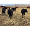 Image 4 : Cunningham Cattle Co. - 1050# Steers - 110 Head (Sundre, AB)