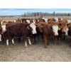 Image 1 : Cunningham Cattle Co. - 1025# Heifers - 60 Head (Buck Lake, AB)