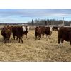 Image 2 : Cunningham Cattle Co. - 1025# Heifers - 60 Head (Buck Lake, AB)