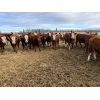 Image 3 : Cunningham Cattle Co. - 1025# Heifers - 60 Head (Buck Lake, AB)