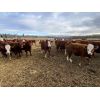 Image 4 : Cunningham Cattle Co. - 1025# Heifers - 60 Head (Buck Lake, AB)
