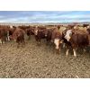 Image 5 : Cunningham Cattle Co. - 1025# Heifers - 60 Head (Buck Lake, AB)