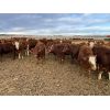 Image 6 : Cunningham Cattle Co. - 1025# Heifers - 60 Head (Buck Lake, AB)