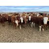 Image 7 : Cunningham Cattle Co. - 1025# Heifers - 60 Head (Buck Lake, AB)
