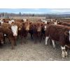 Image 8 : Cunningham Cattle Co. - 1025# Heifers - 60 Head (Buck Lake, AB)