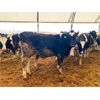 Image 2 : Brandt Boys Beef & Grain - 1050# Steers - 120 Head (Tolstoi, MB)