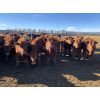 Image 1 : Pedersen Farms - 860# Steers - 127 Head (Scandia, AB)