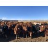 Image 3 : Pedersen Farms - 860# Steers - 127 Head (Scandia, AB)