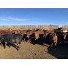 Image 4 : Pedersen Farms - 860# Steers - 127 Head (Scandia, AB)