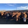 Image 5 : Pedersen Farms - 860# Steers - 127 Head (Scandia, AB)