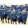 Image 1 : Doerksen Farms - 830# Steers - 120 Head (Gem, AB)