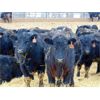 Image 5 : Doerksen Farms - 830# Steers - 120 Head (Gem, AB)