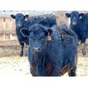 Image 7 : Doerksen Farms - 830# Steers - 120 Head (Gem, AB)
