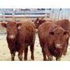 Image 5 : Doerksen Farms - 810# Steers - 154 Head (Gem, AB)