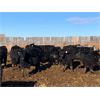 Image 1 : Pedersen Farms - 840# Heifers - 75 Head (Scandia, AB)