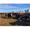 Image 3 : Pedersen Farms - 840# Heifers - 75 Head (Scandia, AB)