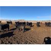 Image 5 : Pedersen Farms - 840# Heifers - 75 Head (Scandia, AB)